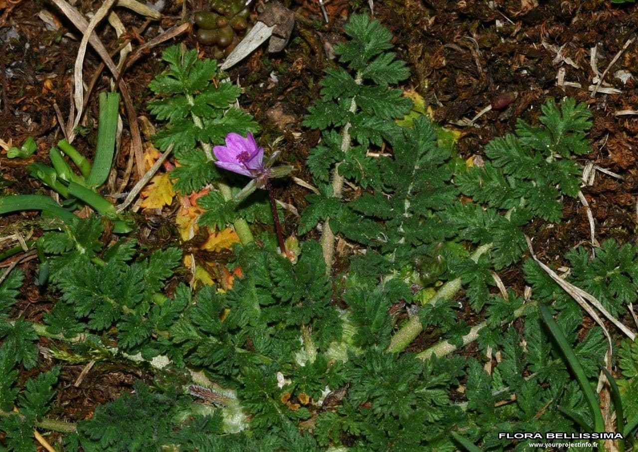 Erodium aethiopicum 11