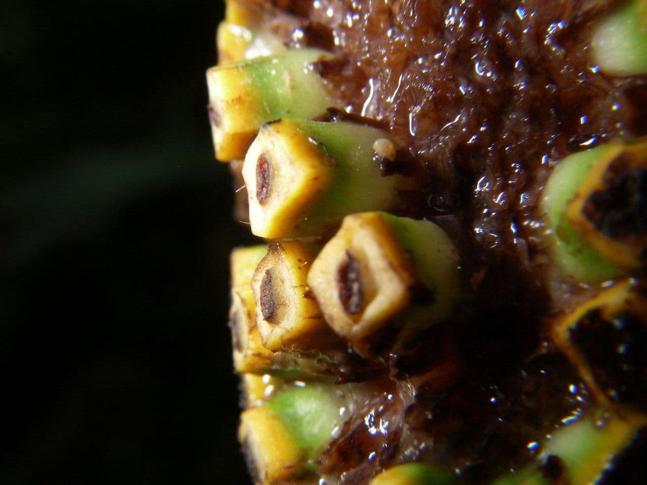 Rhodospatha 5