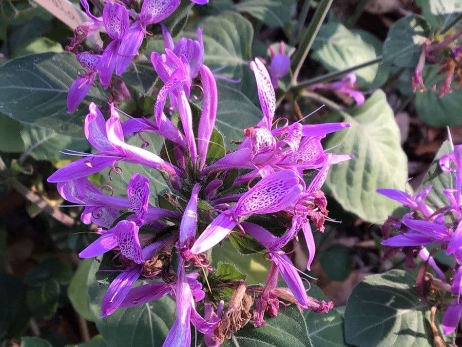 Hypoestes aristata 3