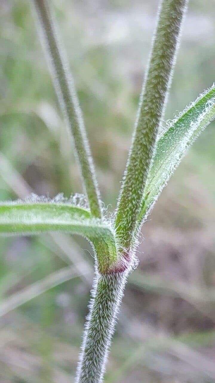 Silene italiana 23