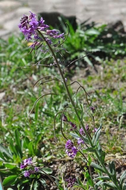 Phoenicaulis 9