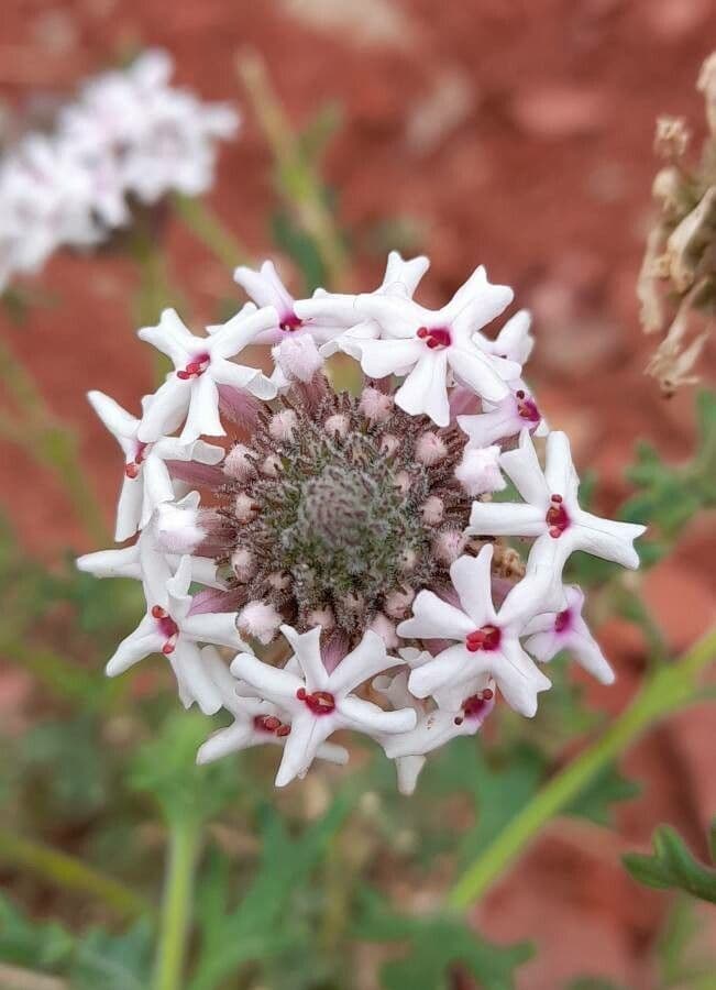 Junellia 3