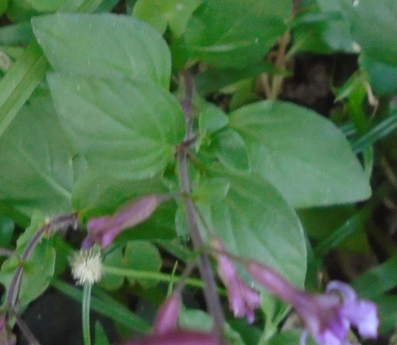 Cuphea racemosa 9