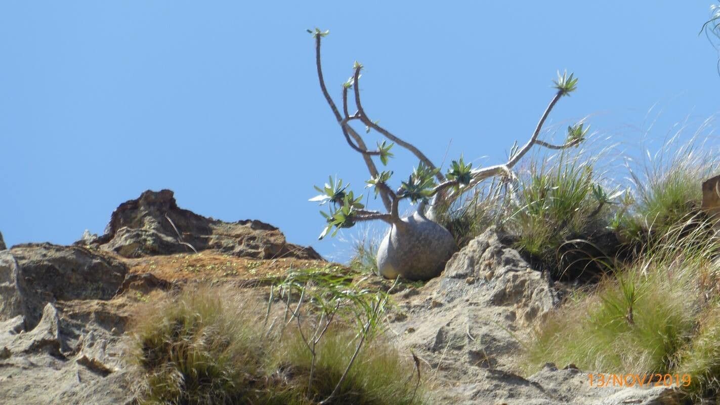 Baobab australský 6