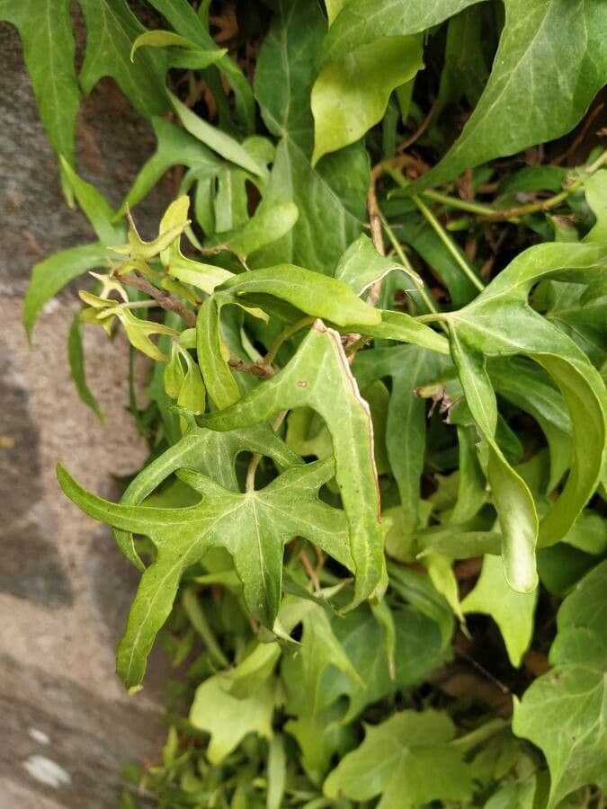 Edera nepalese