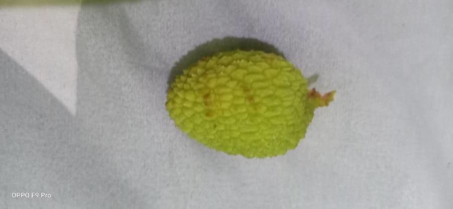 Litchi 2