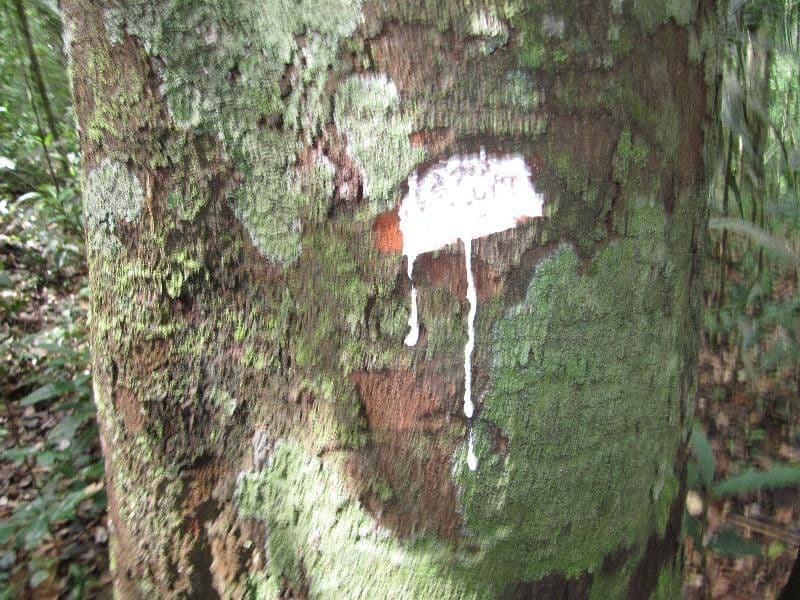 Couma guianensis 16