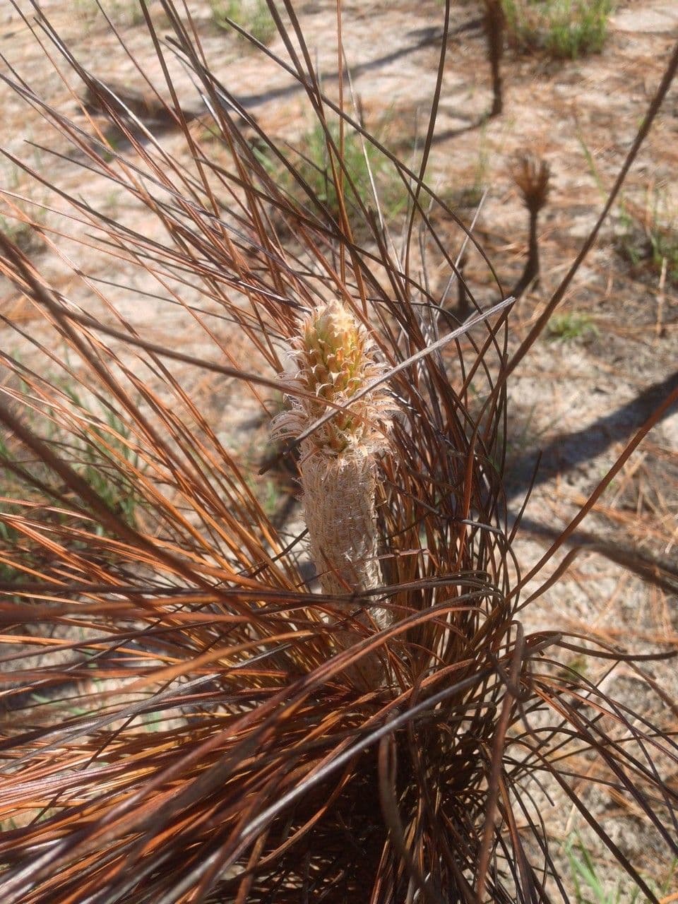 Pino palustre 3