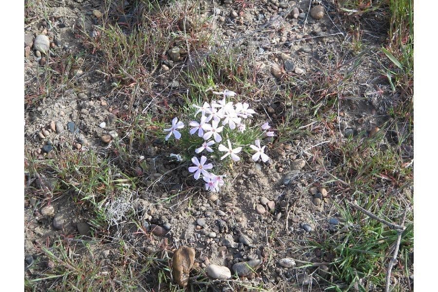 Phlox 6