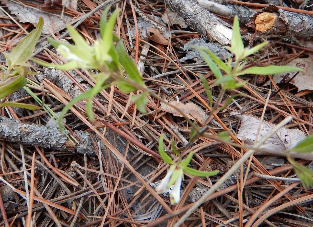 Melampyrum lineare 7