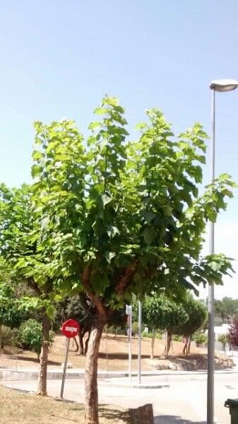 Catalpa comune 13