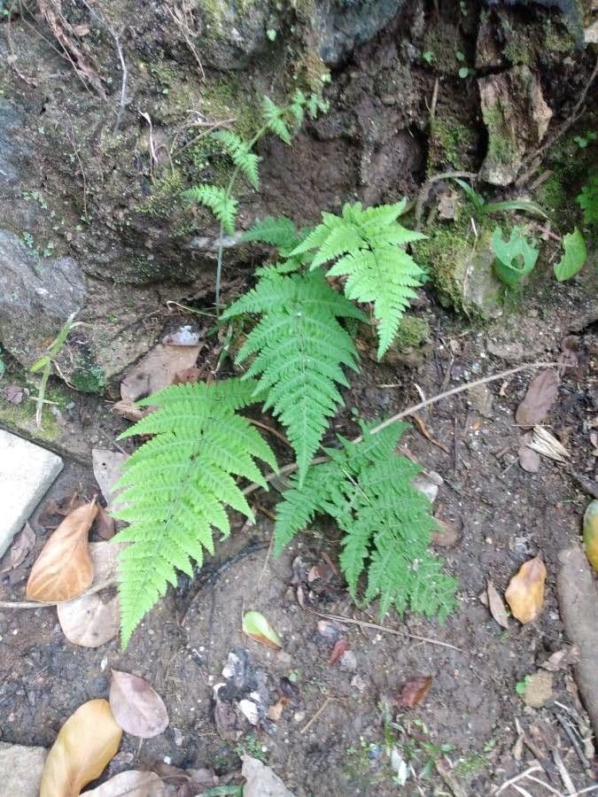 Macrothelypteris 3