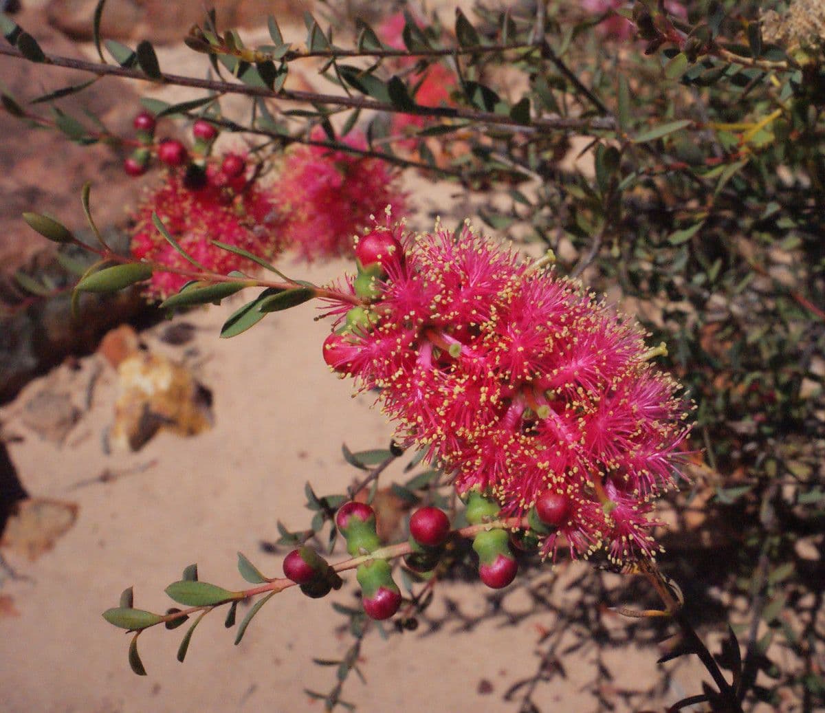 Melaleuca radula 3