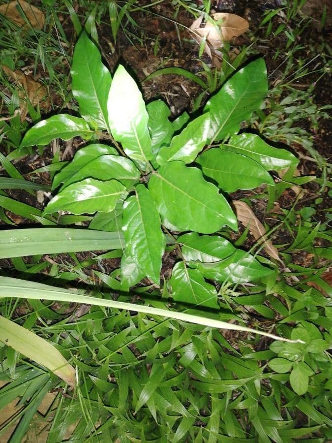 Sapranthus viridiflorus 6