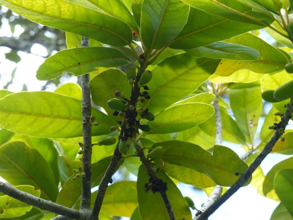 Pycnandra