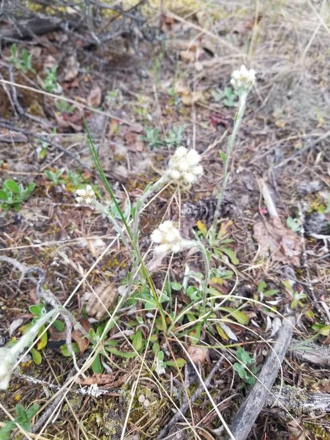 Antennaria parvifolia 2