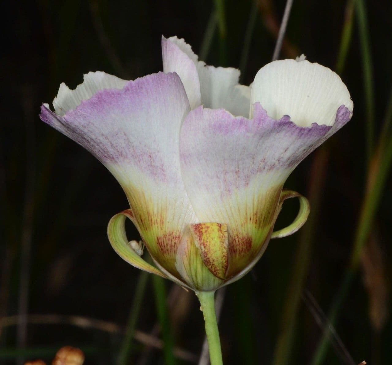 Kalochortus 5
