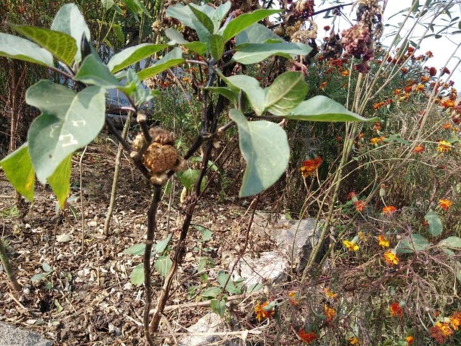 Datura metel 11