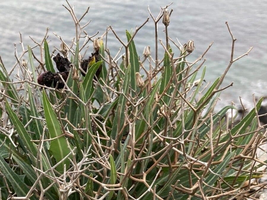Lattuga lanosa 15