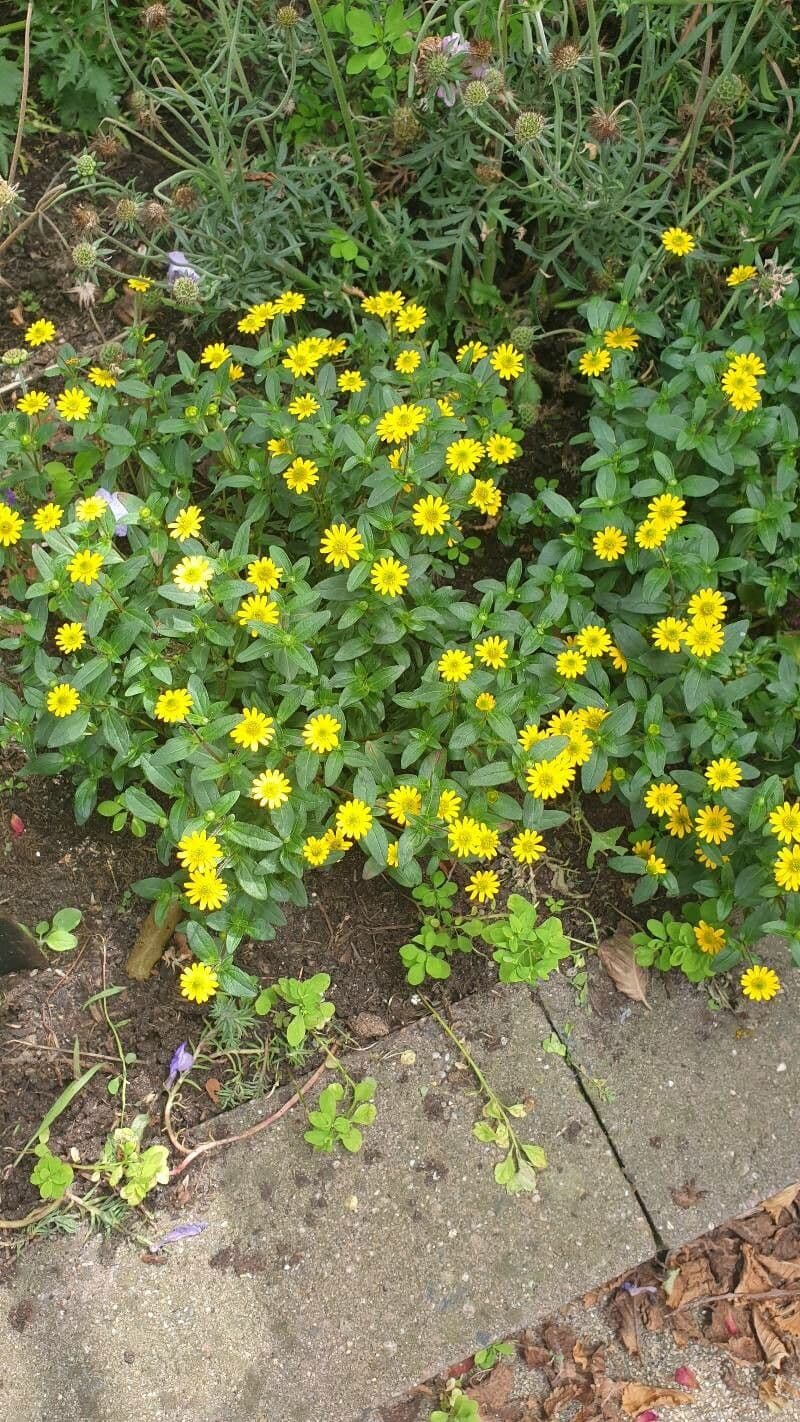 Sanvitalia prostrata 25