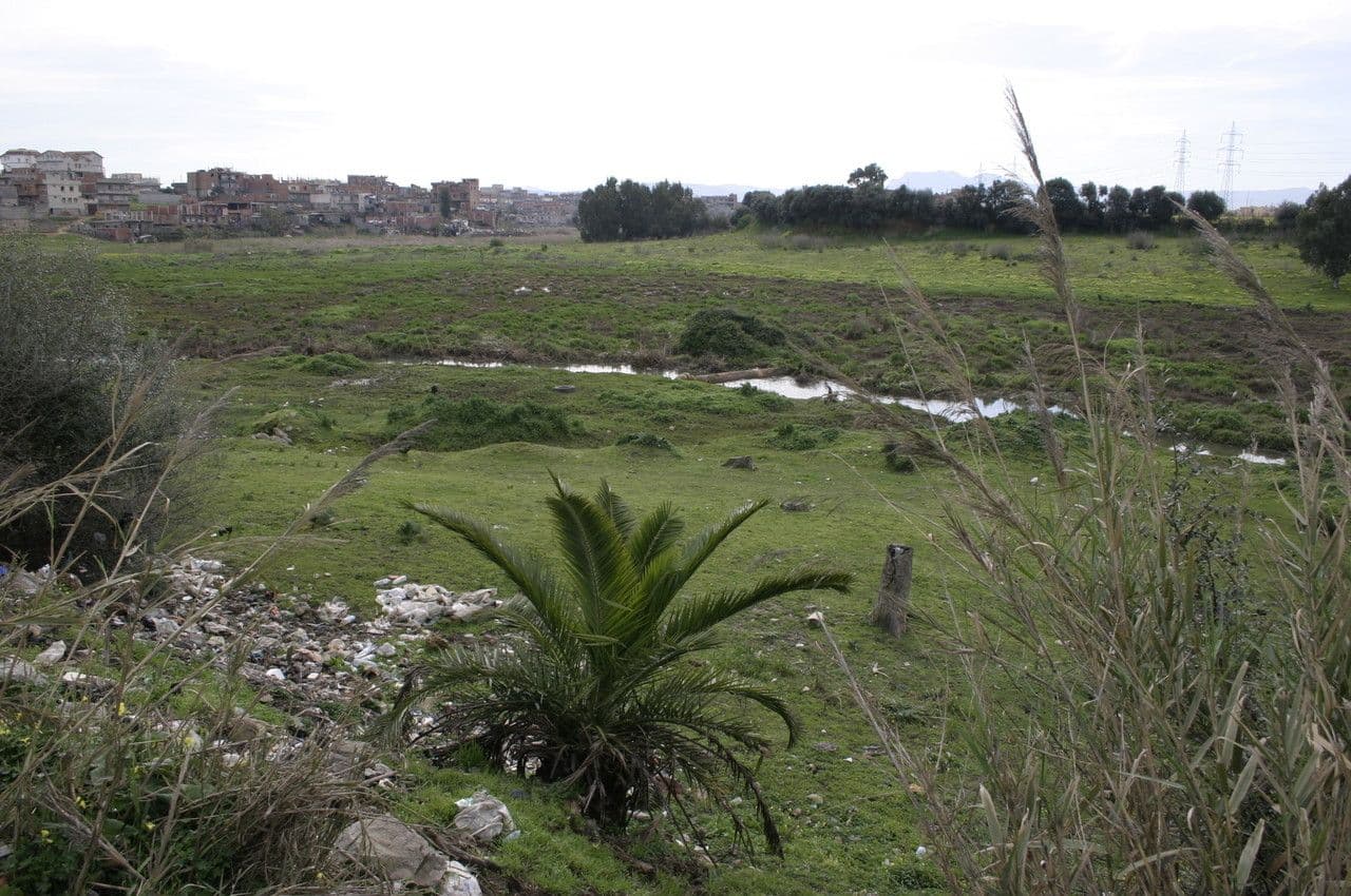 Arundo 6