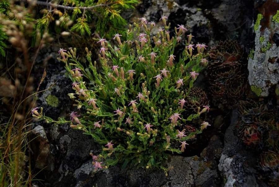 Silene 7