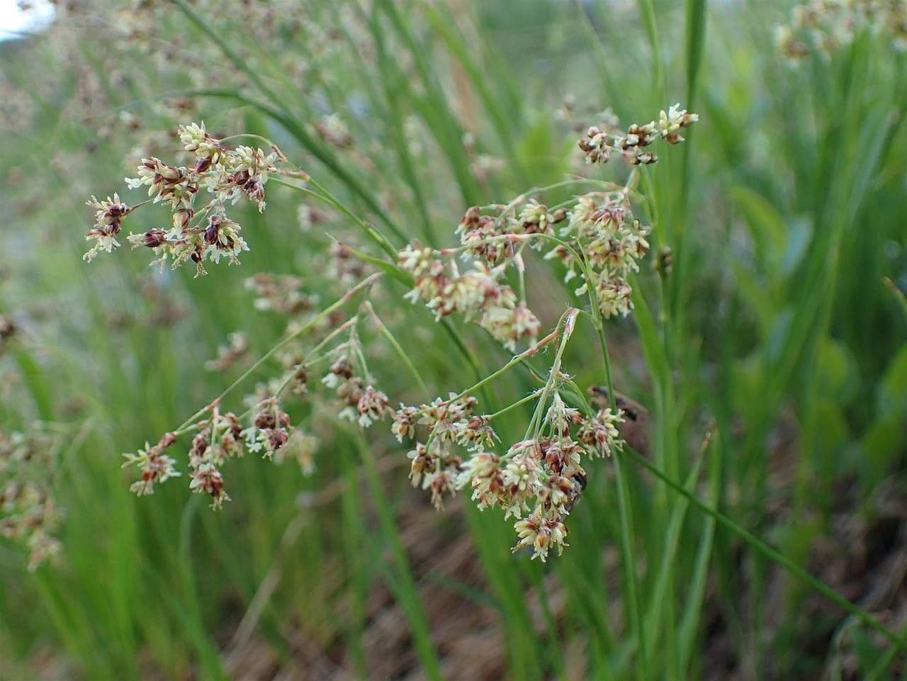 Alpen-Haar-Simse 4
