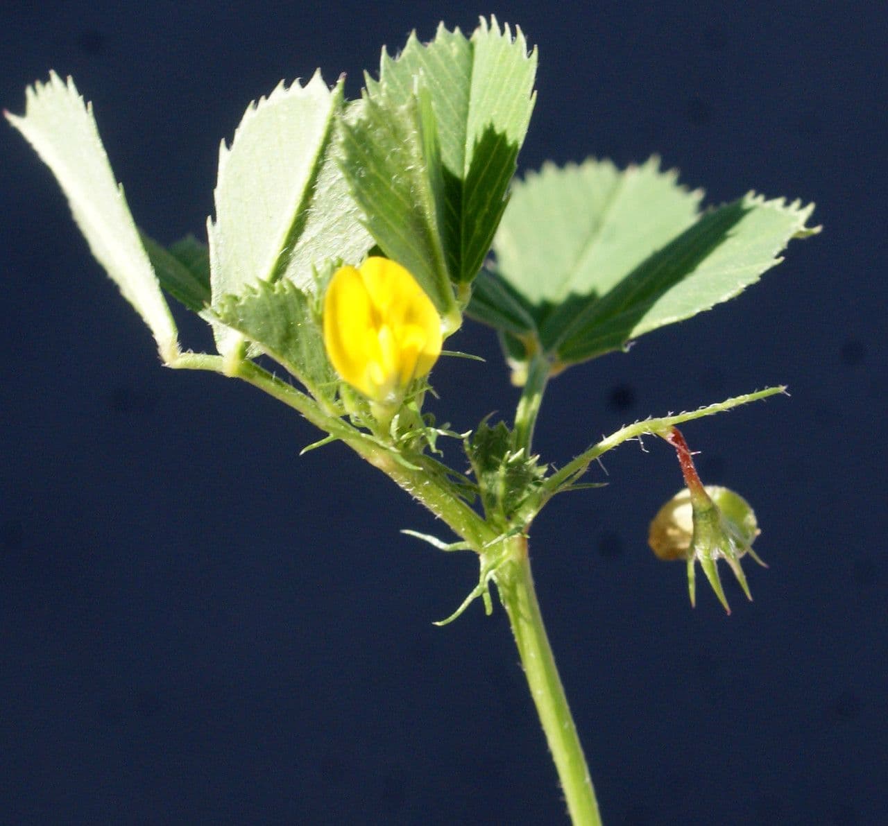 Erba medica orbicolare 7