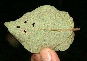 Hopfenblättrige Gouania 10