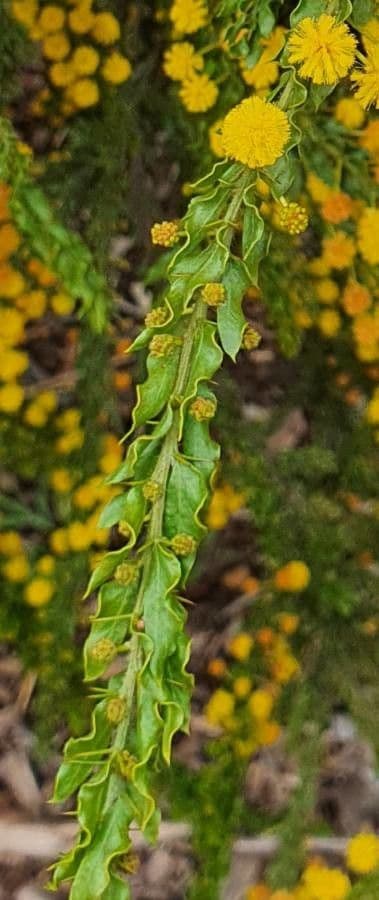 Acacia paradoxa 15