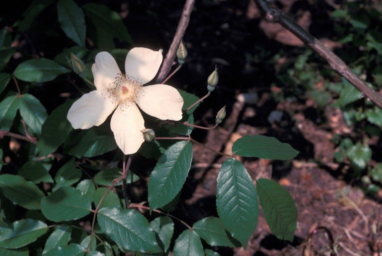 Rosa