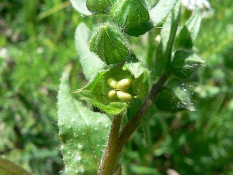 Nonea 6