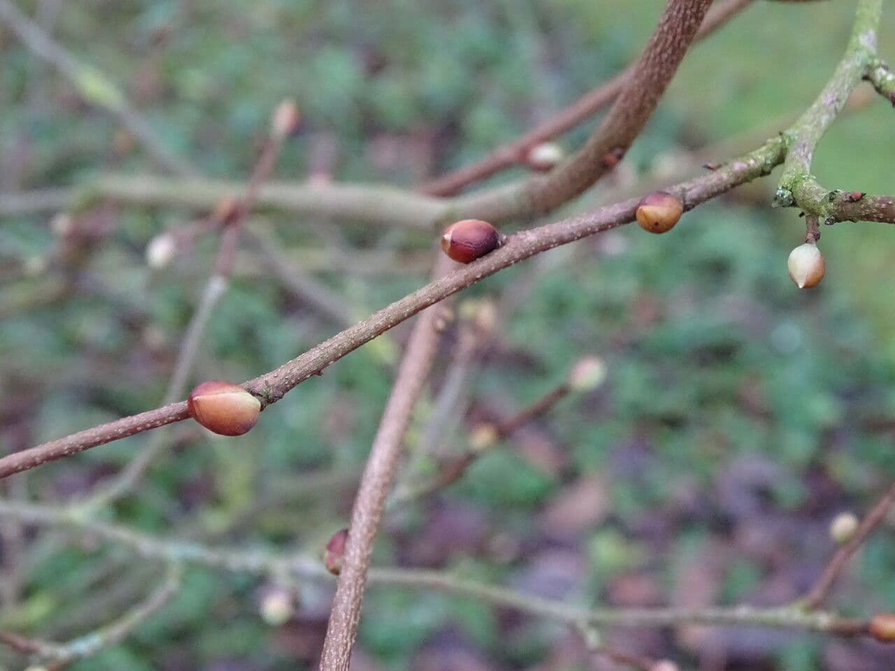 Winterhazel 3