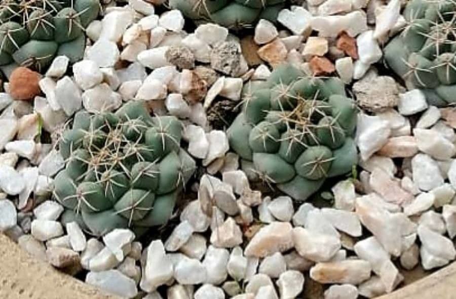 Thelocactus hexaedrophorus 15
