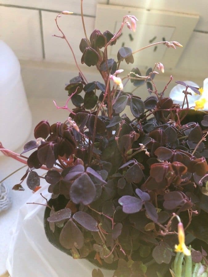 Acetosa 11