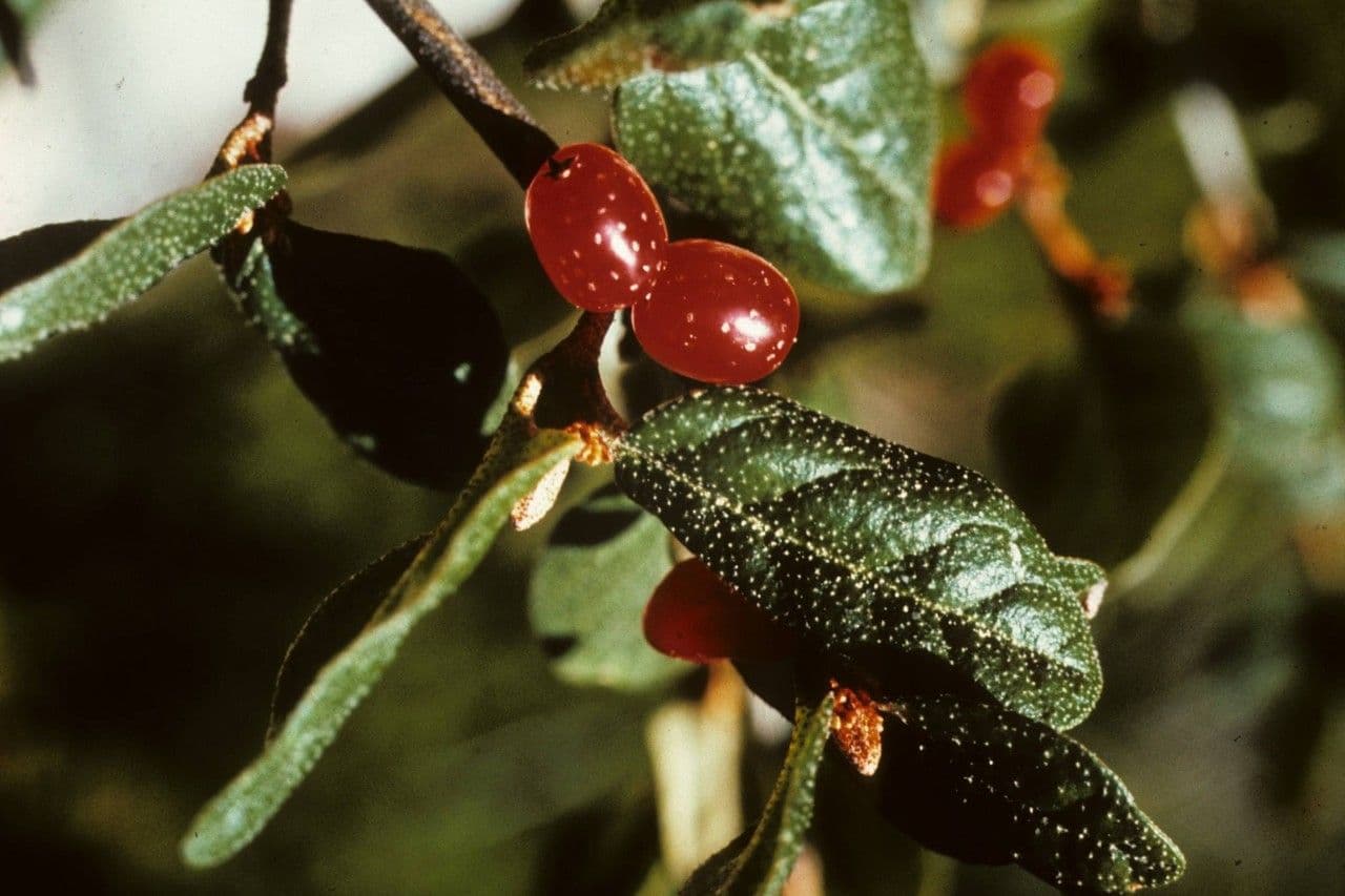 Shepherdia canadensis 7