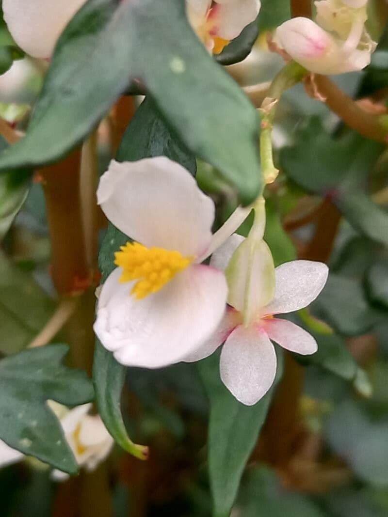 Knollenbegonie