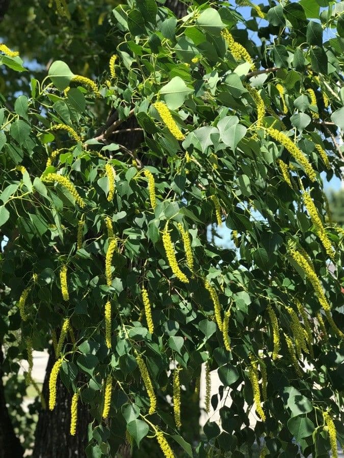 Candleberry-tree 8