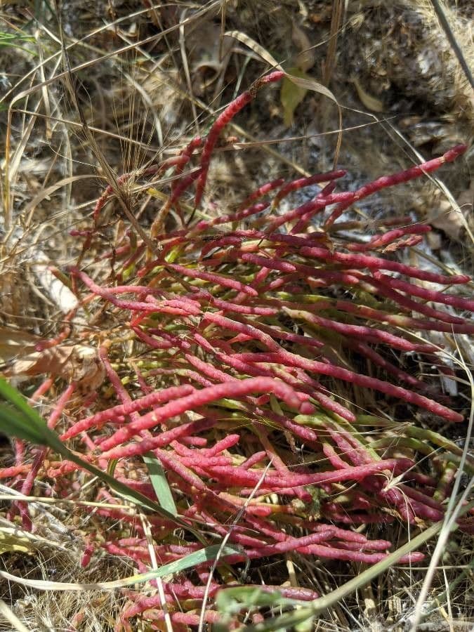 Rote Glasmalve 8