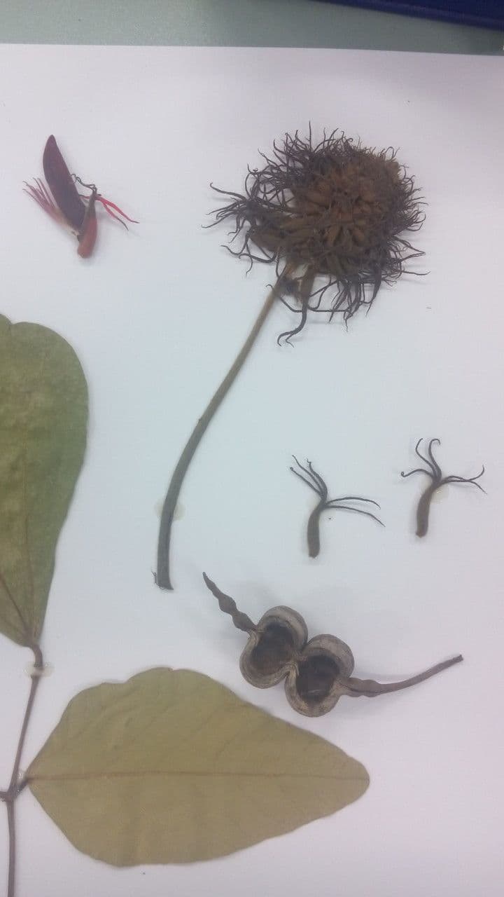 Eritrina abissina 19