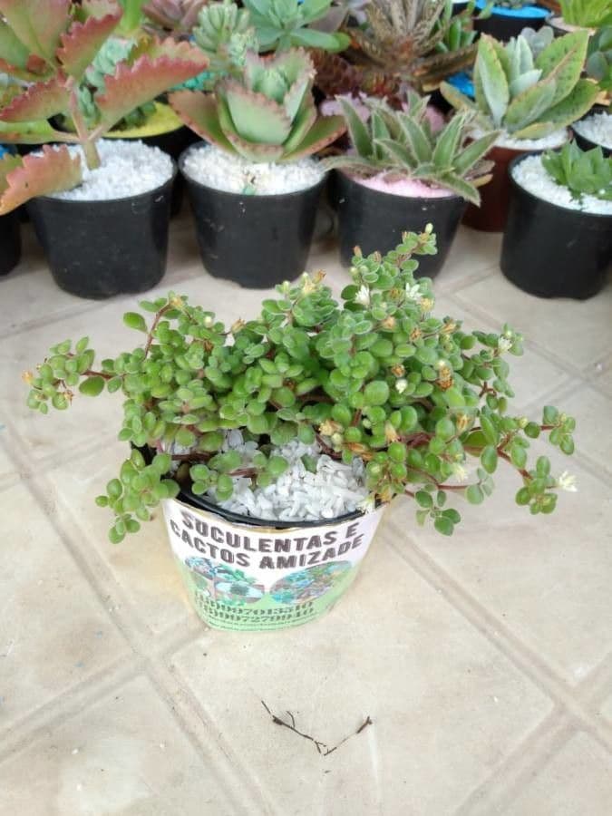 Crassula expansa 3
