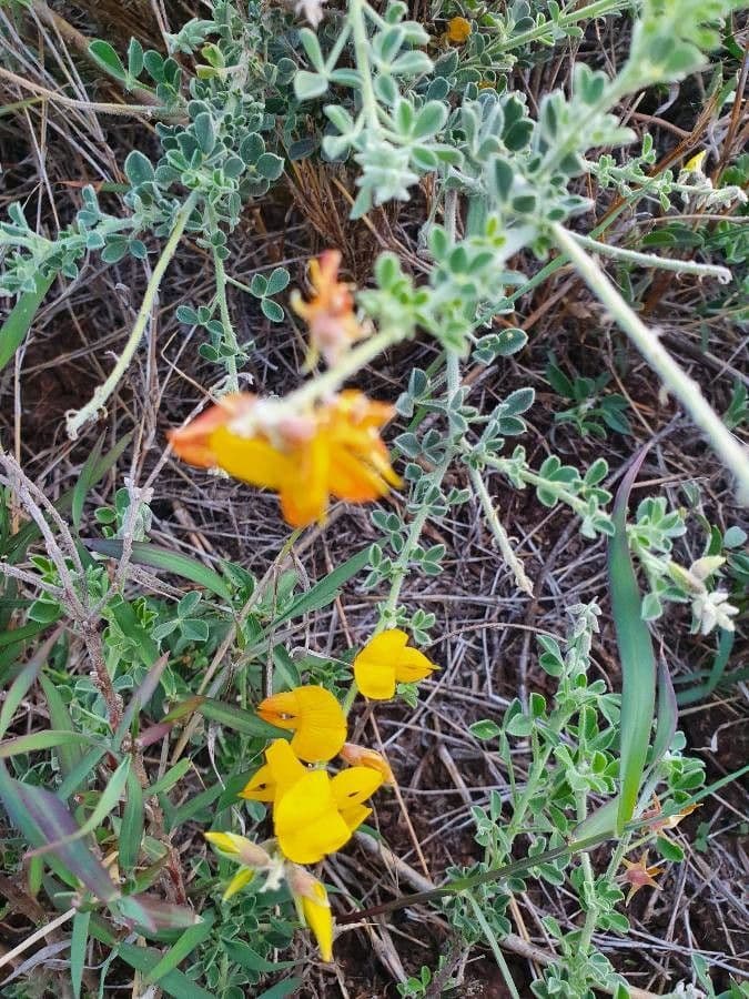 Crotalaria 10