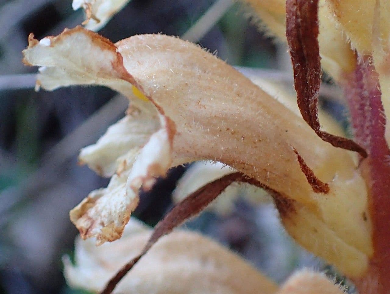 Orobanche gialla