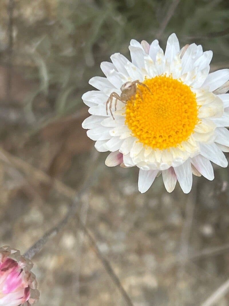 Leukochrysum bílé 2