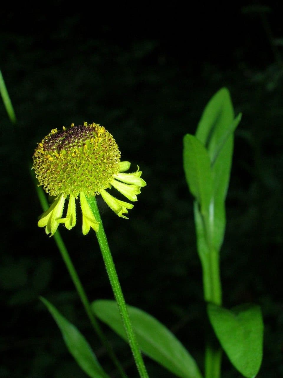 Helenium 3