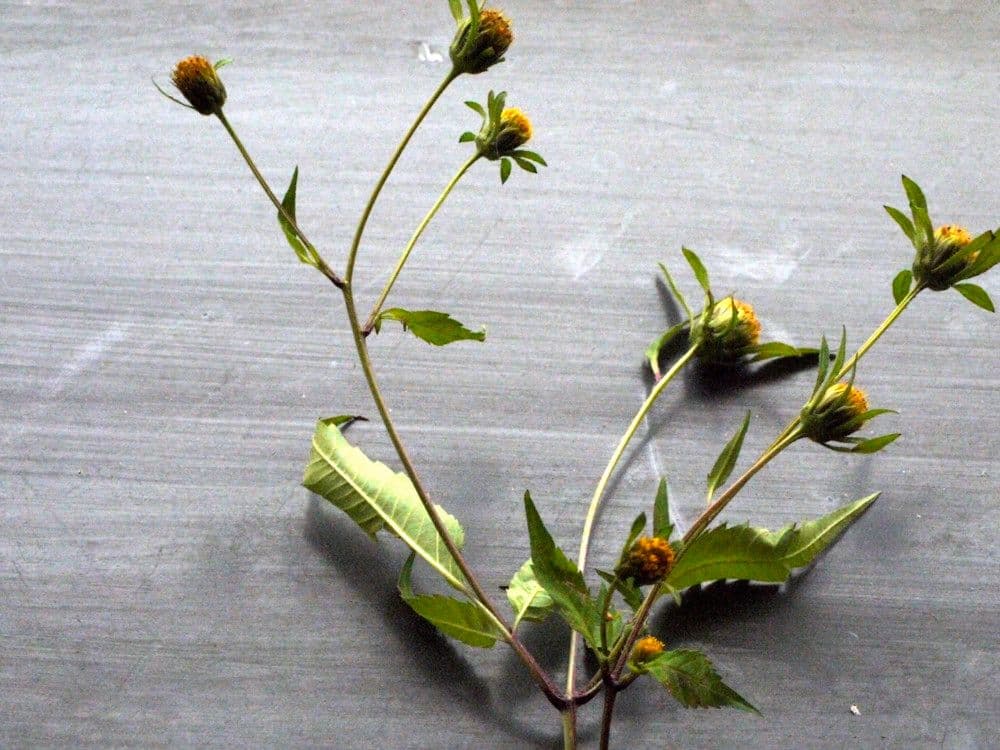 Bidens radiata 26