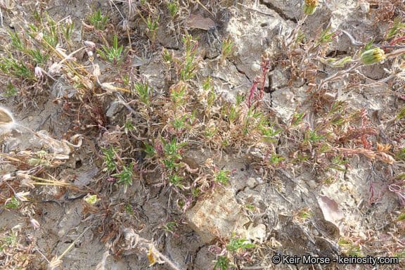 Navarretia 8