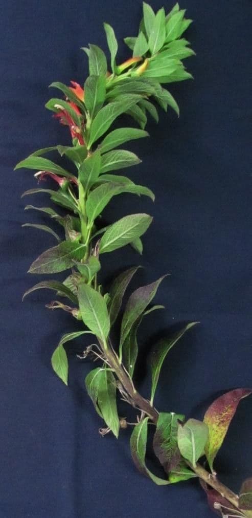Lobelia lassiflora 24
