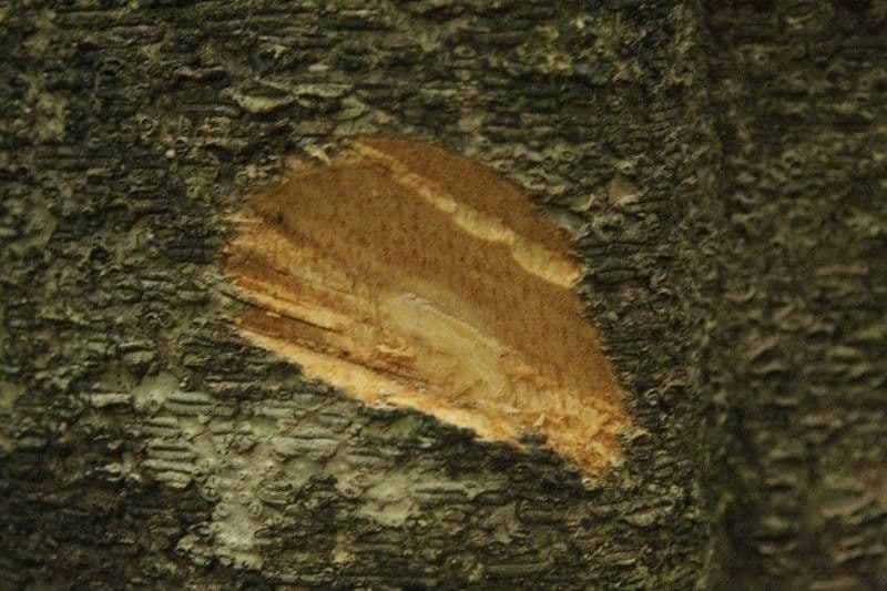 Drypetes variabilis 20
