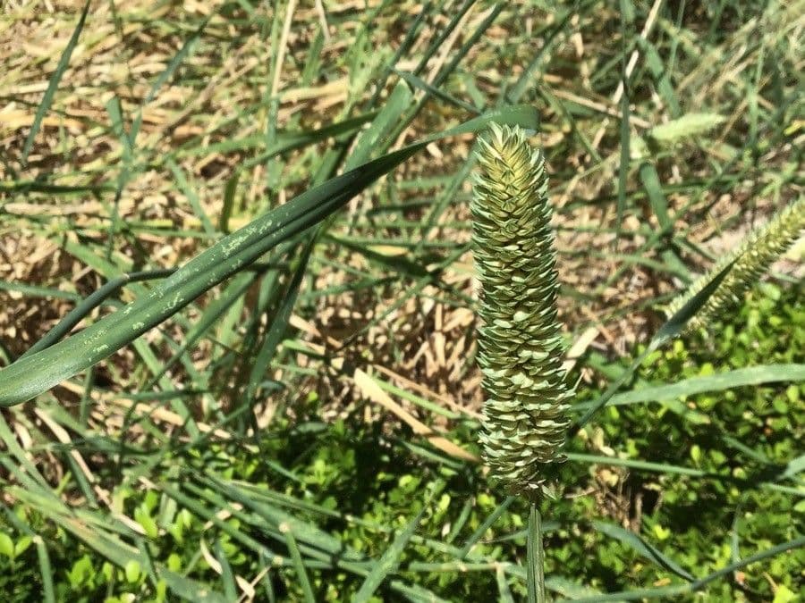 Sesleria
